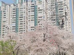 -西北湖绿化广场