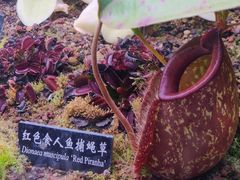 -中国科学院西双版纳热带植物园