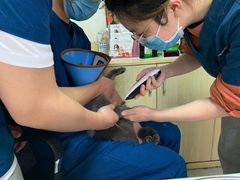 -乐派堂宠物医院·猫友好· 心脏科(东街店)