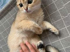 -东方名猫馆·英短金渐层布偶猫舍(环线广场1号楼店)