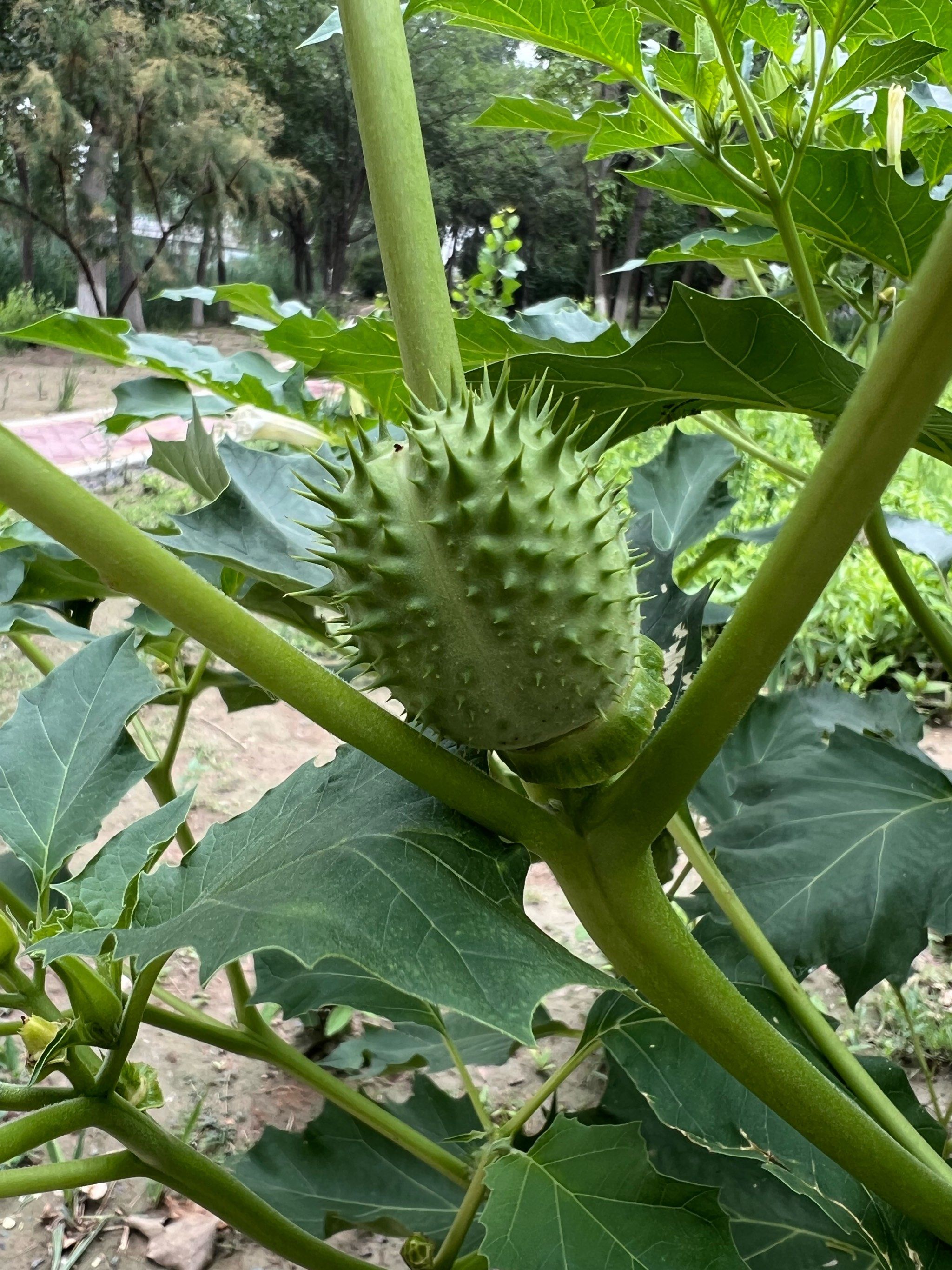 uu们 猜猜这是啥?植物狼牙棒吗[点赞]