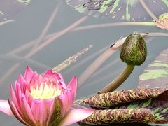 -莲花池公园