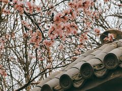 -桃花堤公园