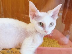 -Pets First伊珊娜洗护·精致美容·家庭式寄养(新会路店)