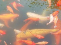 -西湖外事游船(花港观鱼码头)