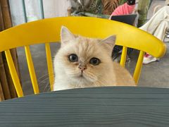 -喵屿·大理花园猫咖