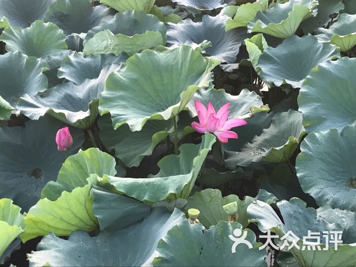 東方溼地公園-圖片-大豐區周邊遊-大眾點評網