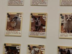 -有喵·猫咖·狗咖·30几只猫10只小狗(岗厦店)