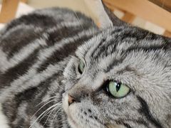 -藏猫猫咖啡主题馆(中央大道店)