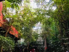 -呀路古热带植物园