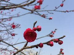 -香雪海