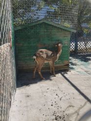 -萌宠亲子动物乐园(槐房万达店)