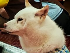 -和它·交个朋友·狗咖猫咖(爱琴海店)