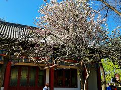 -桃花堤公园