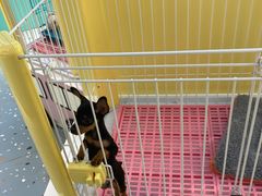 -龟与熊猫宠物公园(南坪店)