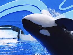 -上海海昌海洋公园
