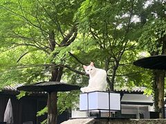 -十里琅珰