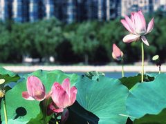 -陶然亭公园