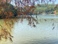 -深圳仙湖植物园