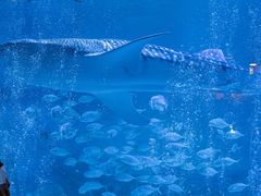 -烟台海昌鲸鲨海洋公园