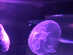 -悉尼海洋生物水族馆