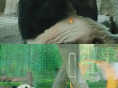 -灵玲国际马戏城