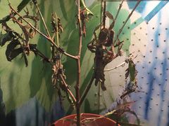 -上海大自然野生昆虫馆(东方明珠·爬宠昆虫探索中心)