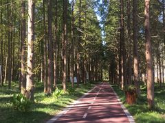 -黄海国家森林公园