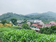 -龙井村