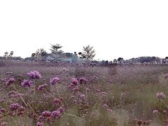 -光明小镇欢乐田园