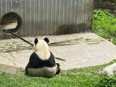 -卧龙中华大熊猫苑神树坪基地
