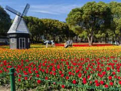 -大宁郁金香公园-停车场