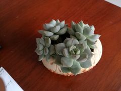 -麦香村蛋糕面包(华东路店)