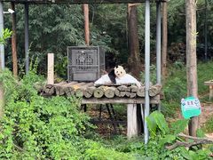 -广州长隆野生动物世界
