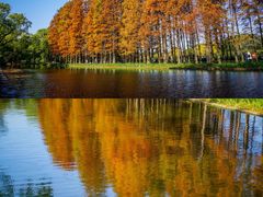 -上海共青森林公园