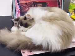 -三花喵·撸猫购宠·宠物生活馆(虹桥南丰城店)