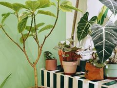 -PlantsEatery·植物食堂(REX春熙店)