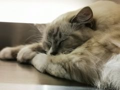 -more than meow吴止猫主题餐厅(承德 中船汇店)