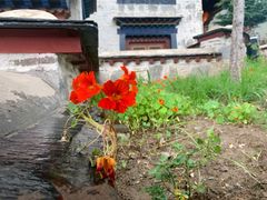 -松赞拉萨林卡酒店