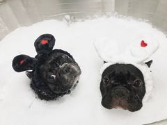 -Oh My Dog宠物沙龙(伊珊娜皮毛护理店)