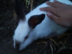 -川竹火锅(创业城店)