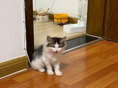 -中农国际动物医院24小时·猫科·骨科·急重症中心