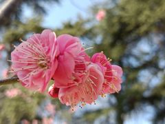 -南京古林公园
