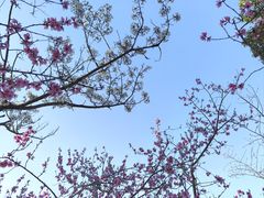 -高东镇樱花园