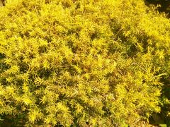 -东莞植物园
