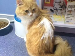 -喵的天空名猫咖啡馆·撸猫·猫舍·用品
