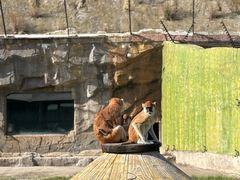 -大连森林动物园