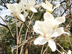 -上海吴淞炮台湾国家湿地公园