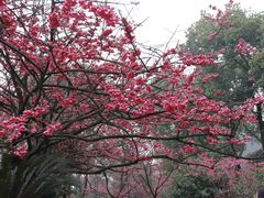 -南山植物园