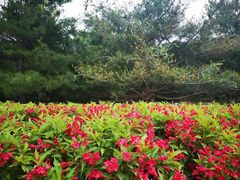 -大兴滨河森林公园